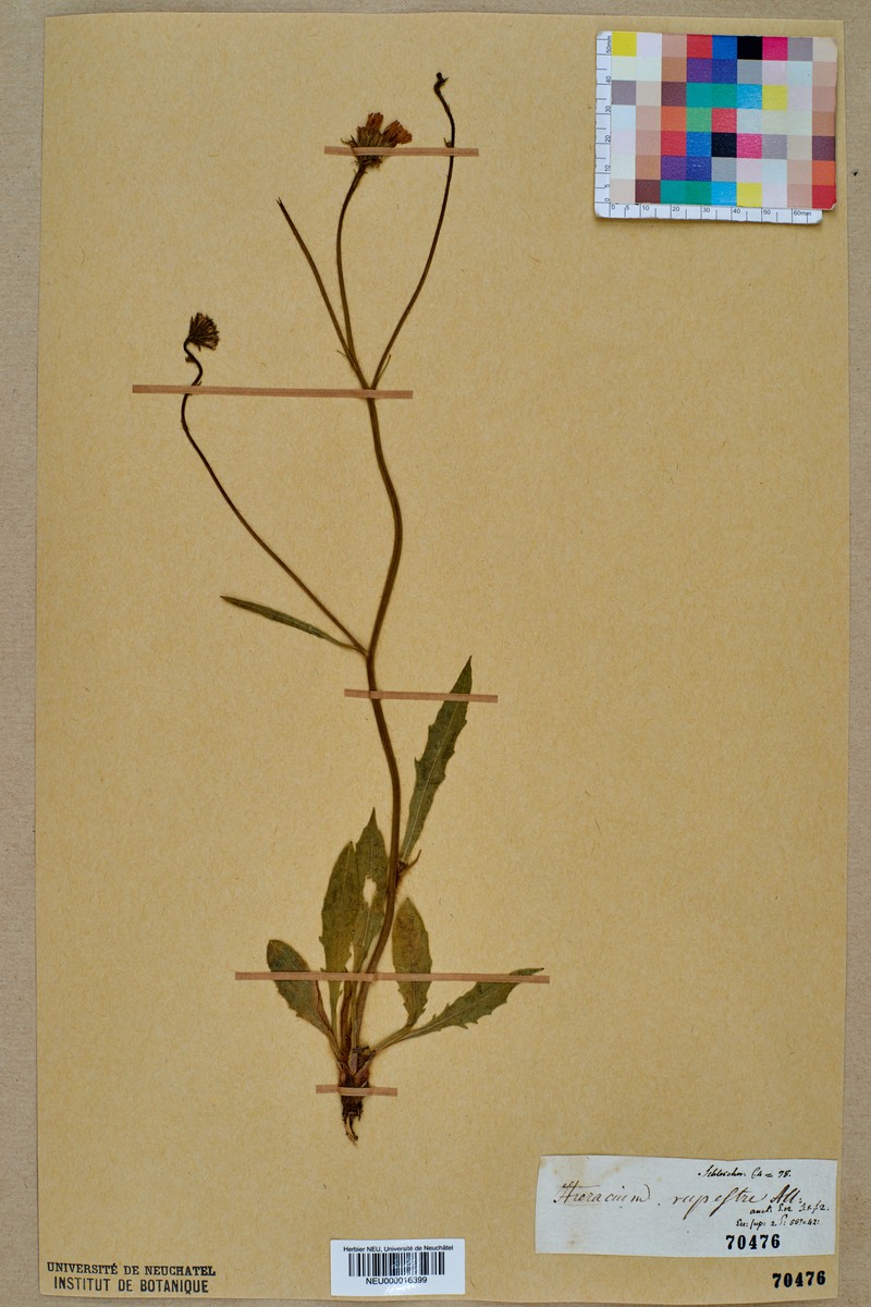 Hieracium rupestre photo 6