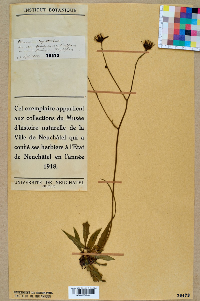 Hieracium rupestre photo 7