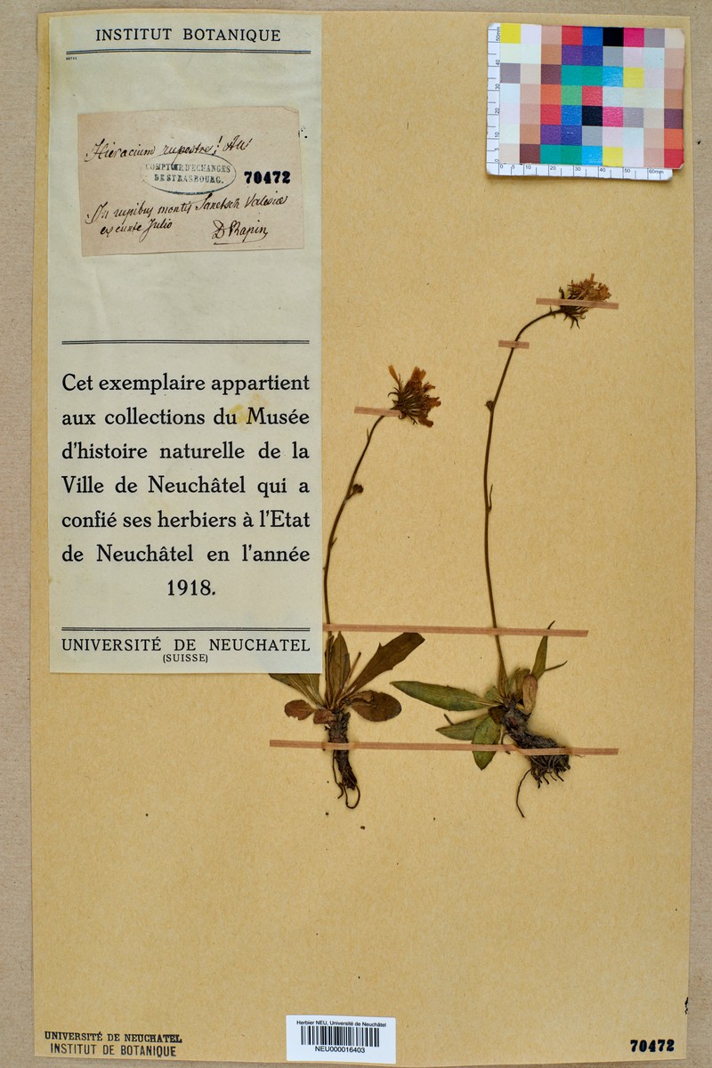 Hieracium rupestre photo 8