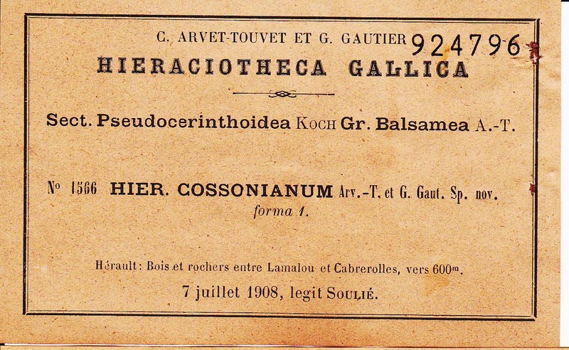 Hieracium rupicola subsp. cossonianum