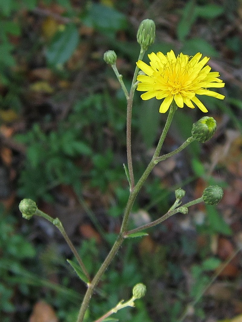 New England Hawkweed photo 2
