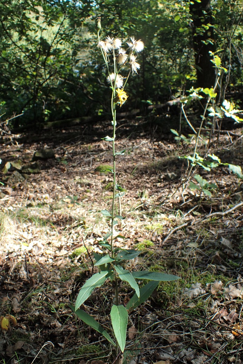New England Hawkweed photo 3