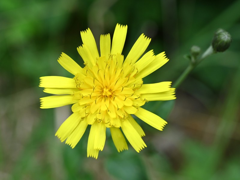 New England Hawkweed photo 4