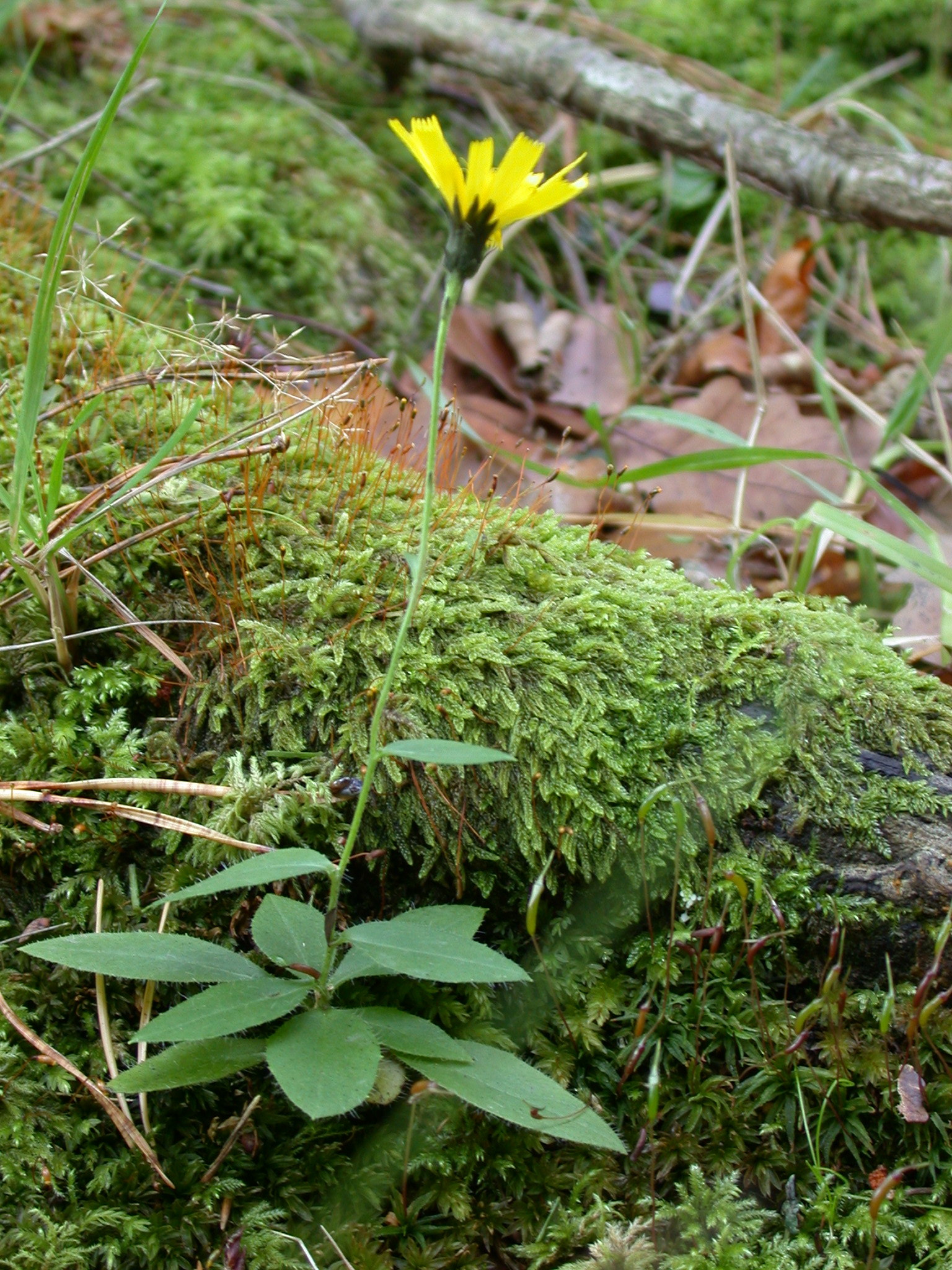 New England Hawkweed photo 5