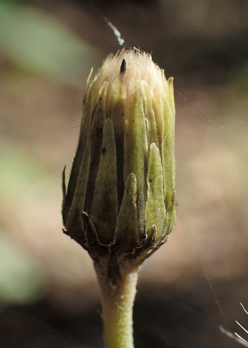 New England Hawkweed photo 6