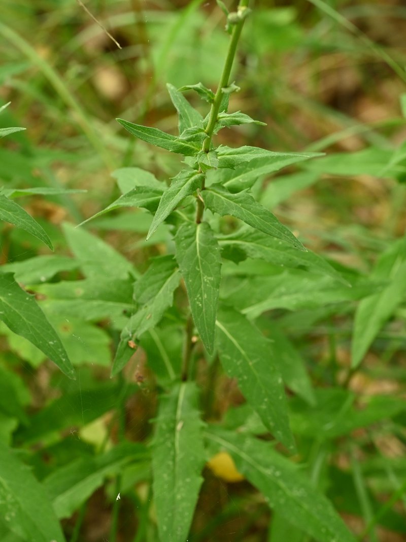 New England Hawkweed photo 8