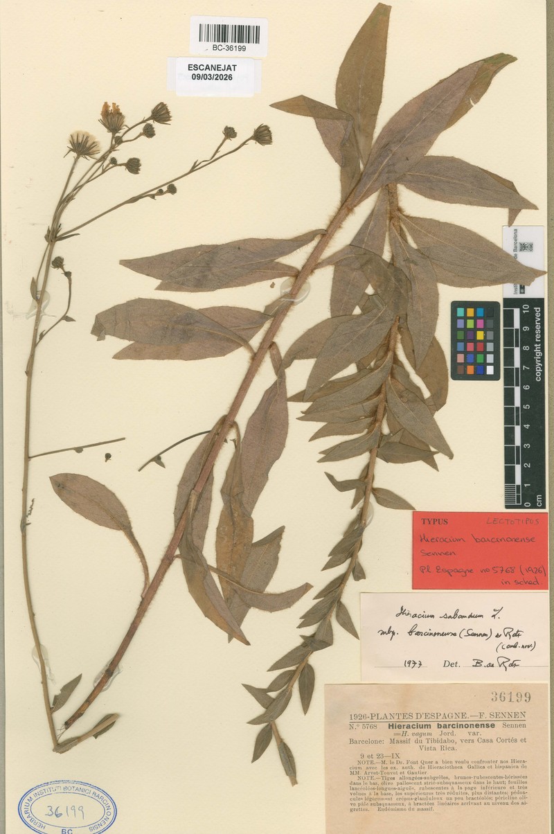 Hieracium sabaudum subsp. barcinonense