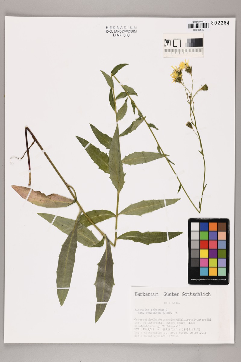 Hieracium sabaudum subsp. concinnum