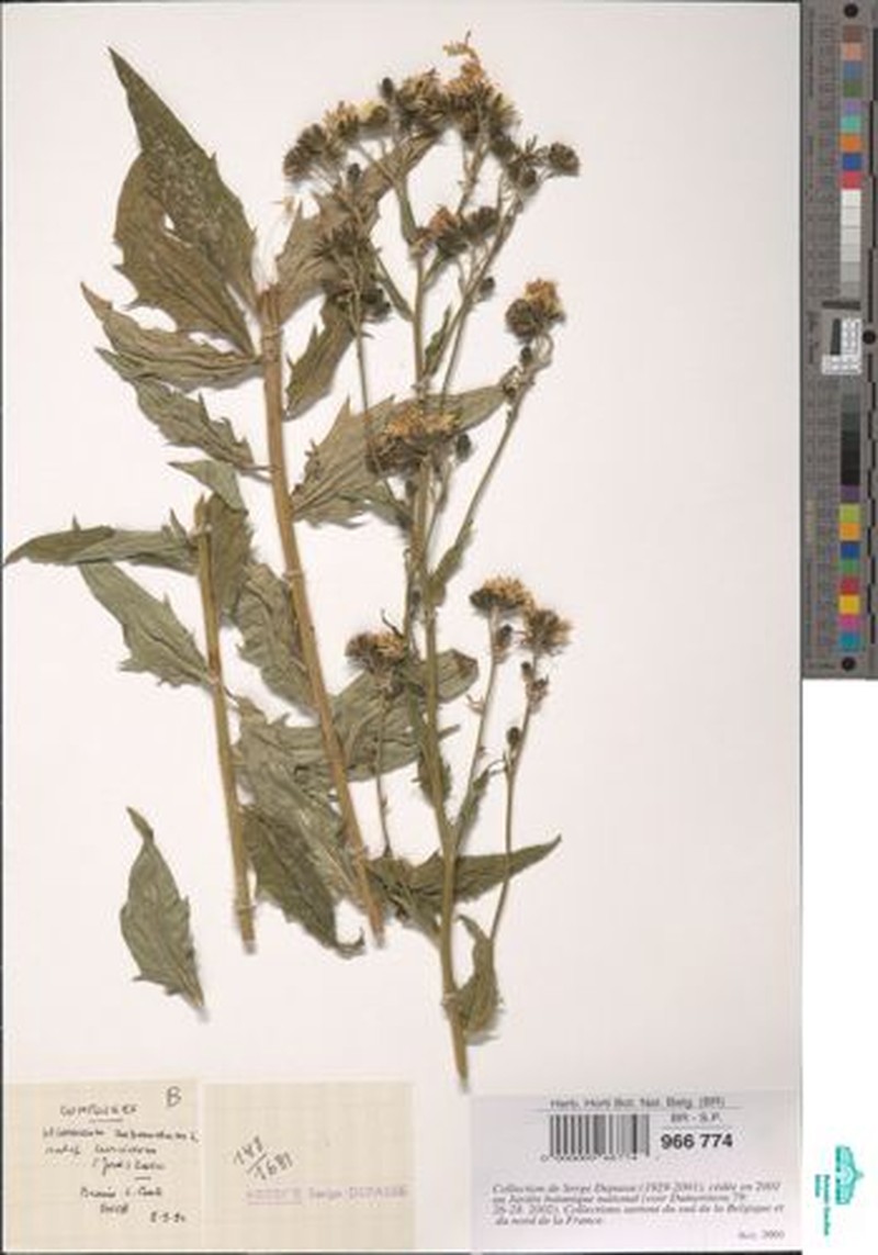 Hieracium sabaudum subsp. curvidens