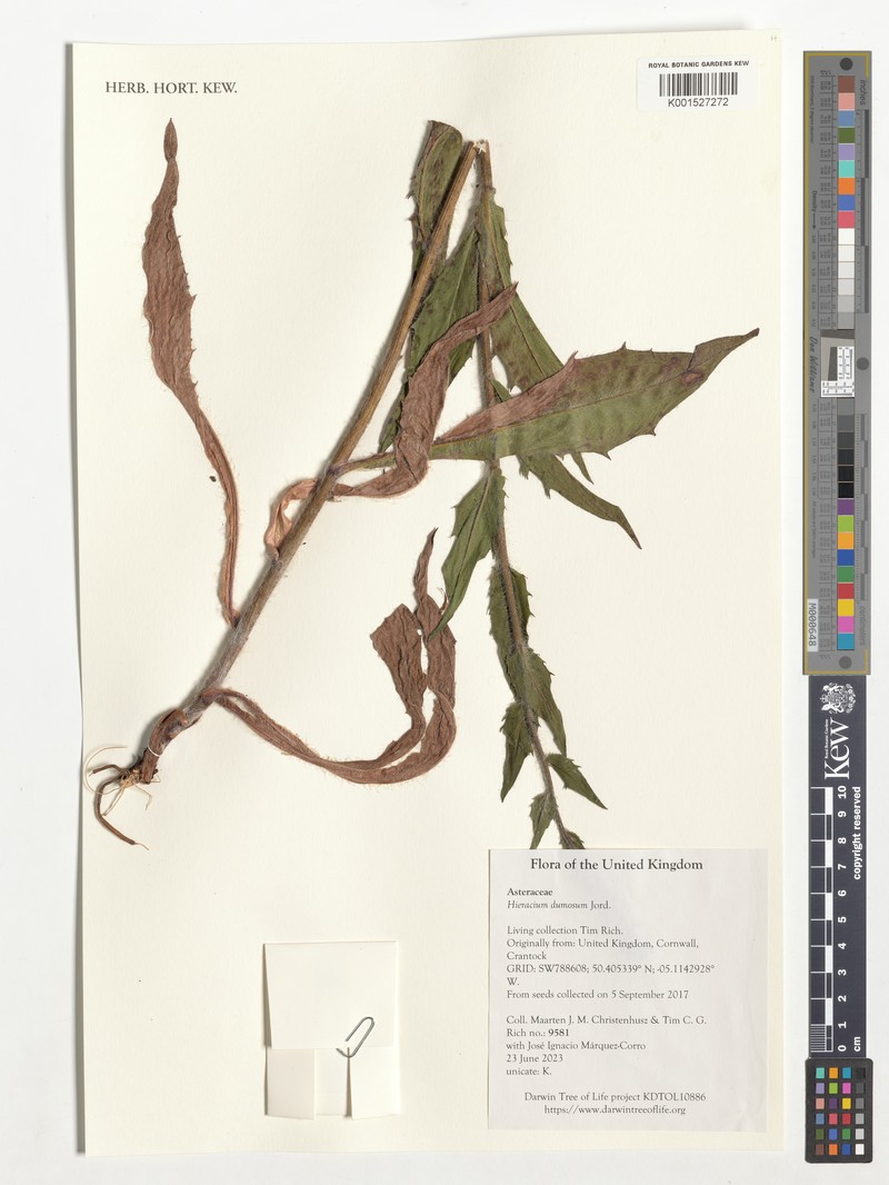 Hieracium sabaudum subsp. dumosum