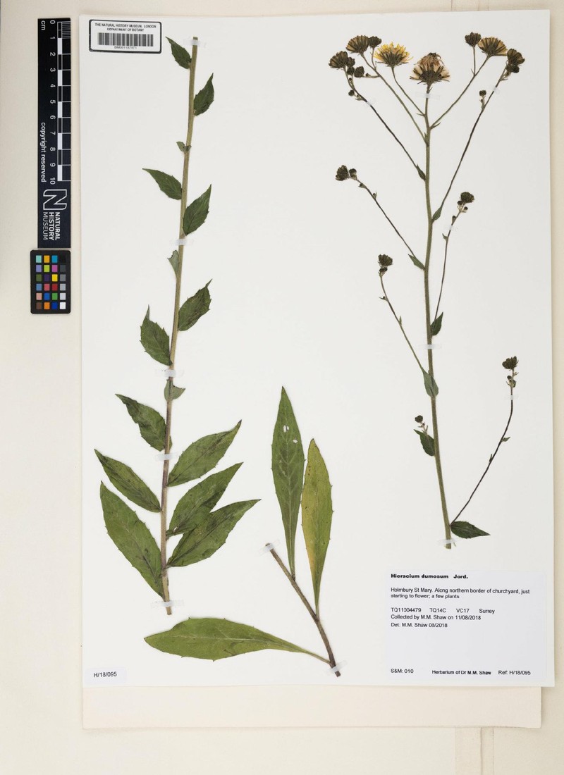 Hieracium sabaudum subsp. dumosum photo 2