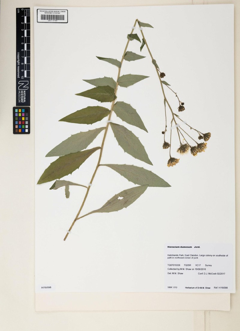 Hieracium sabaudum subsp. dumosum photo 3