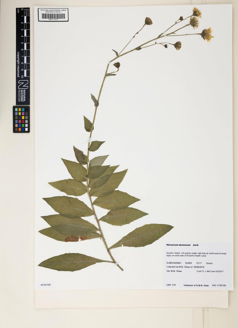 Hieracium sabaudum subsp. dumosum photo 4