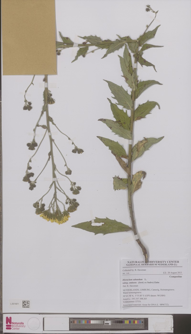 Hieracium sabaudum subsp. eminens