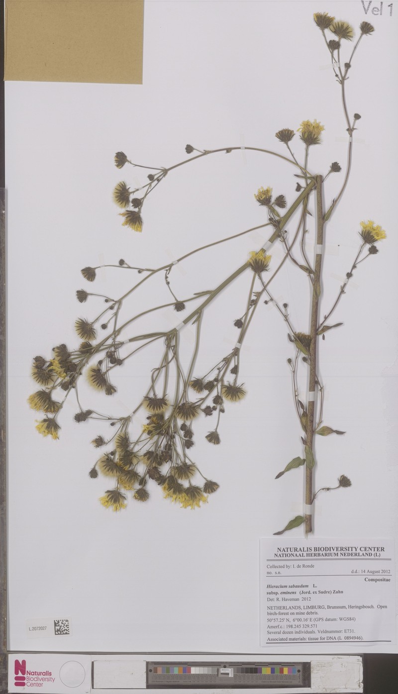 Hieracium sabaudum subsp. eminens photo 2