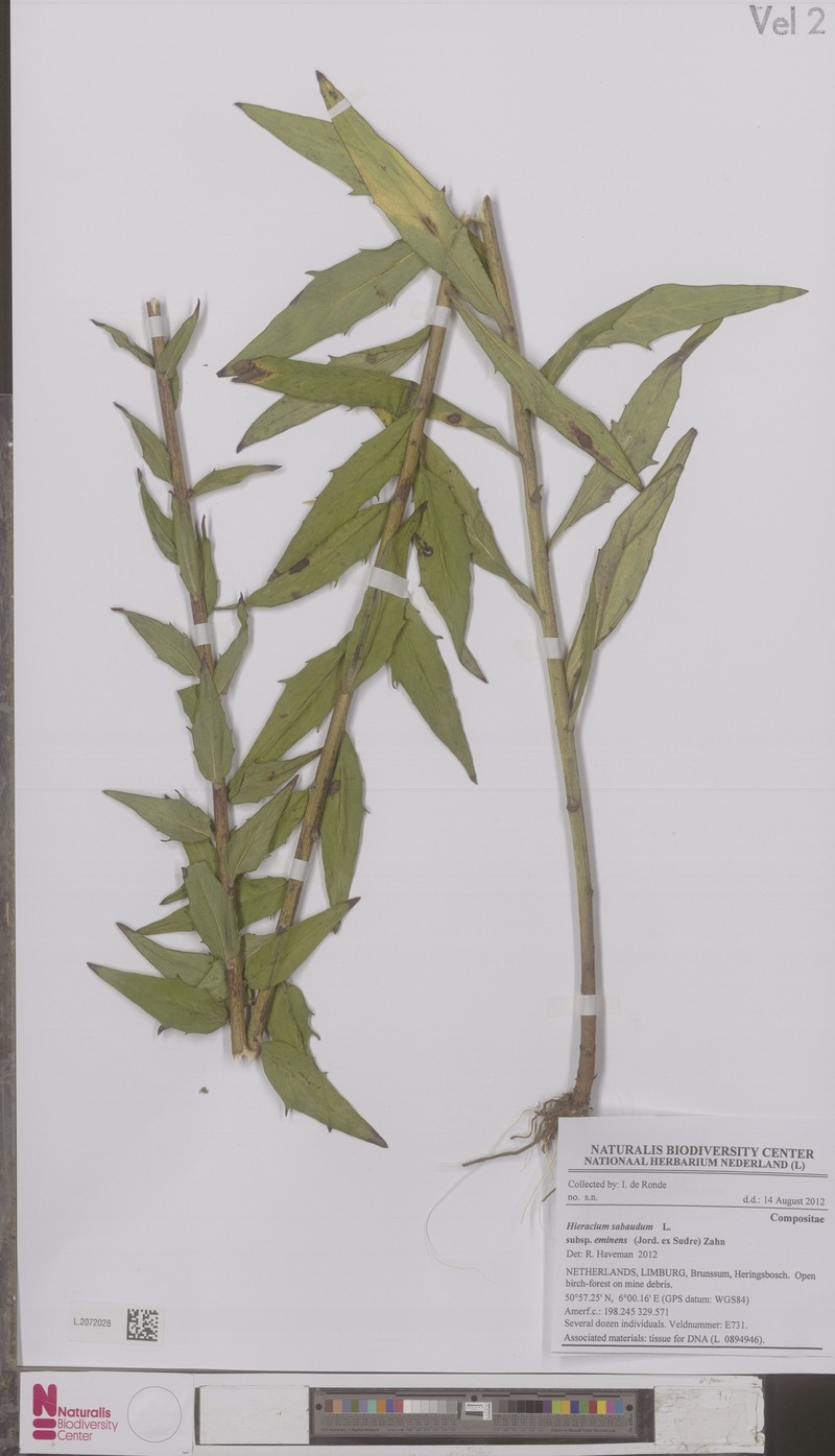 Hieracium sabaudum subsp. eminens photo 3