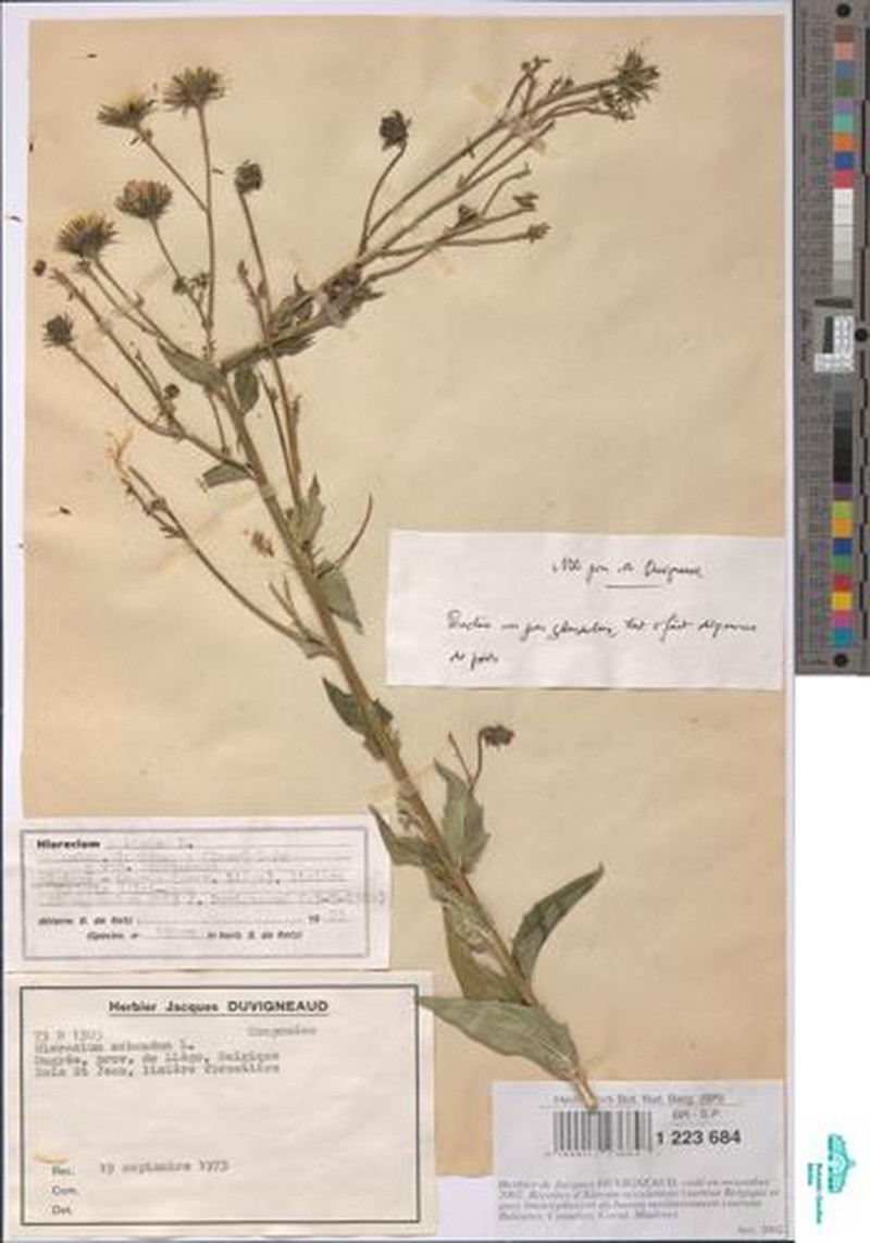Hieracium sabaudum subsp. eminens photo 4
