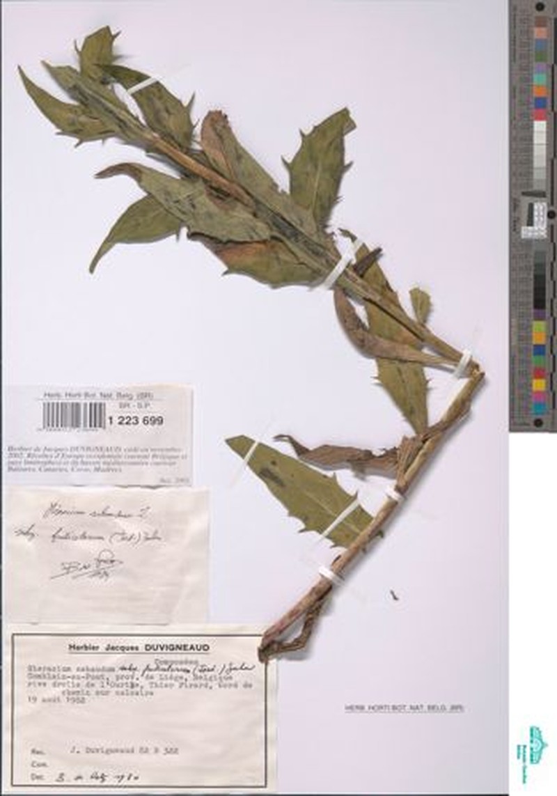 Hieracium sabaudum subsp. fruticetorum