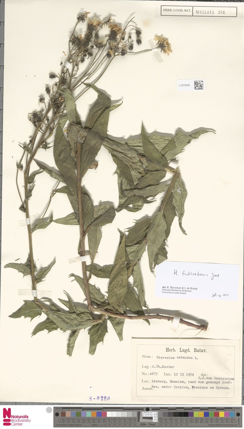 Hieracium sabaudum subsp. fruticetorum photo 2