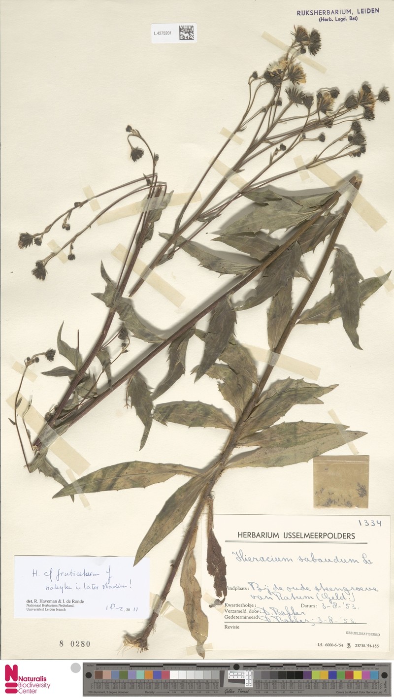 Hieracium sabaudum subsp. fruticetorum photo 3