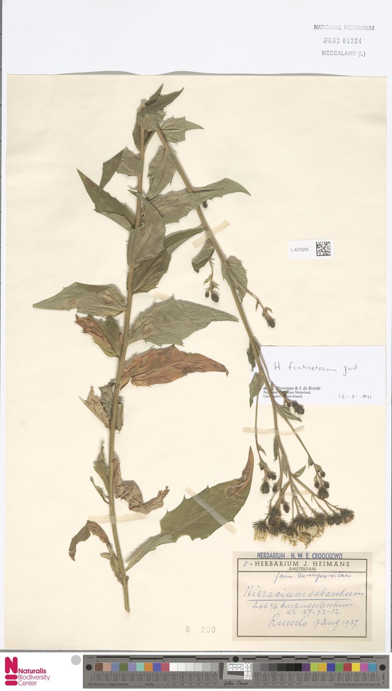 Hieracium sabaudum subsp. fruticetorum photo 4