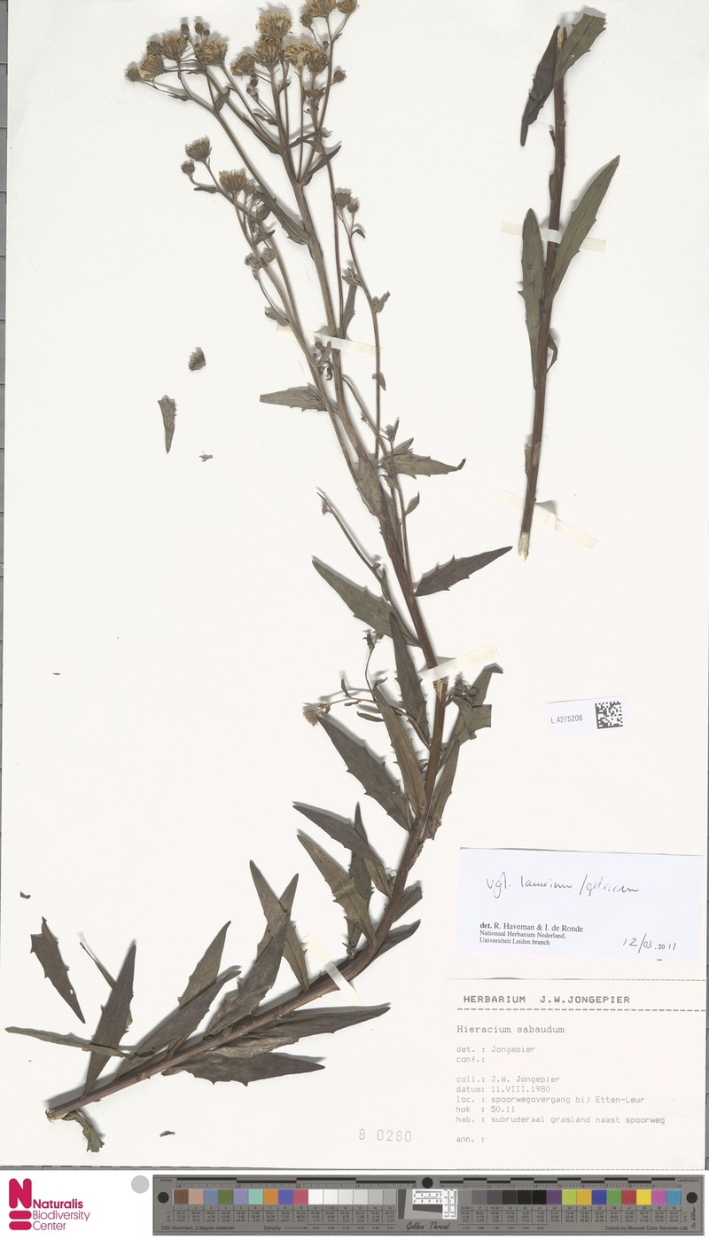 Hieracium sabaudum subsp. grandidentatum