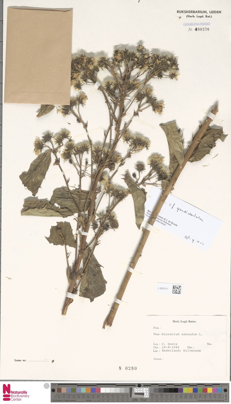 Hieracium sabaudum subsp. grandidentatum photo 2