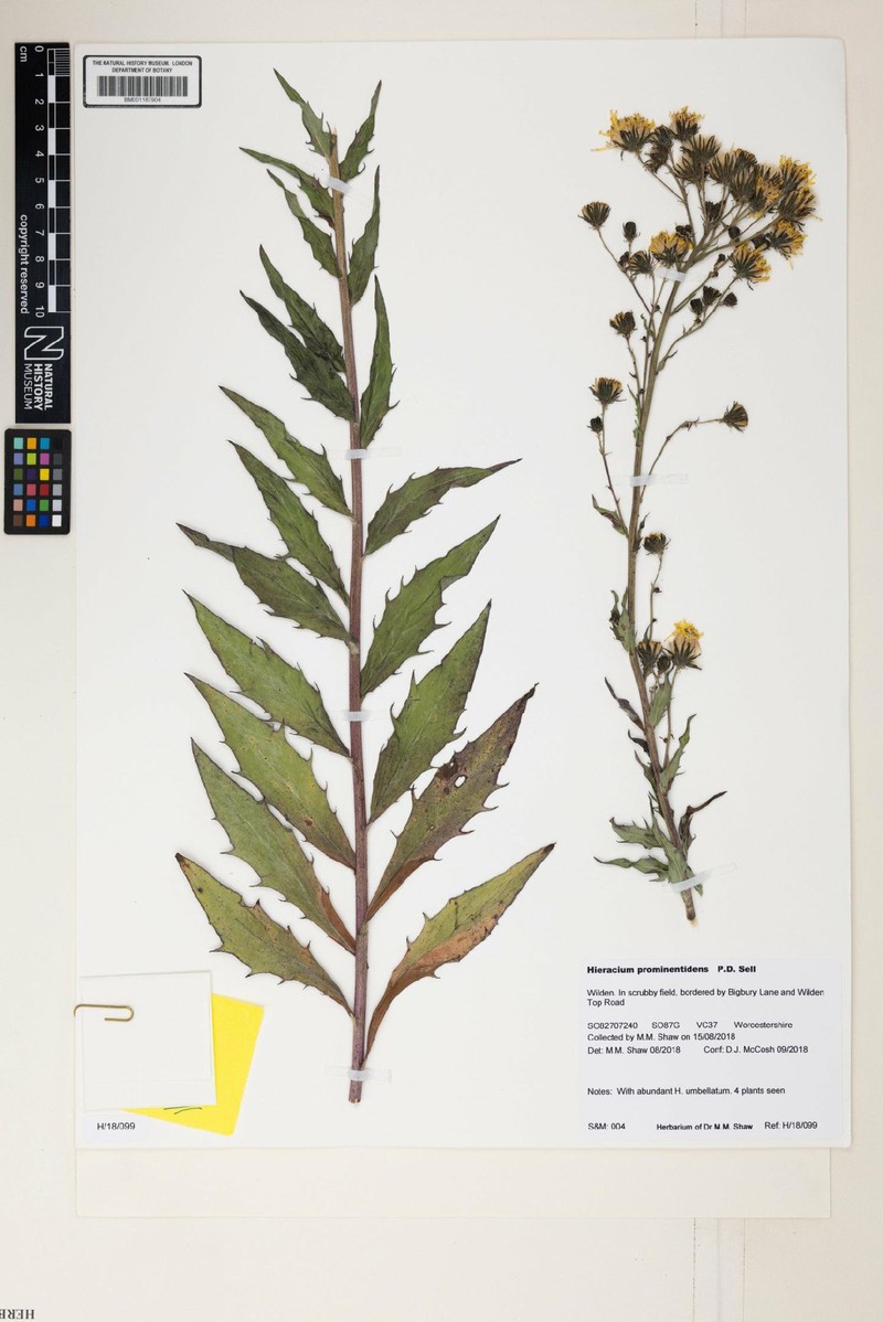 Hieracium sabaudum subsp. macrodon
