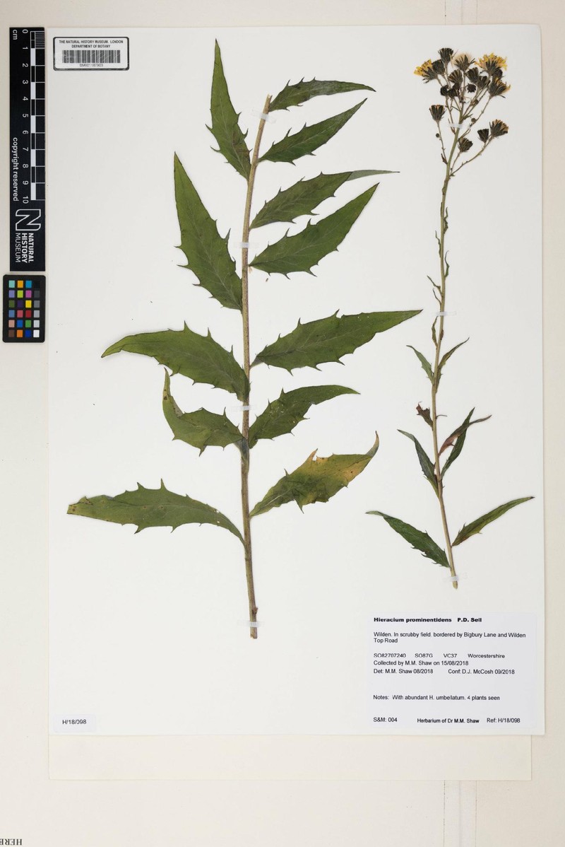 Hieracium sabaudum subsp. macrodon photo 2