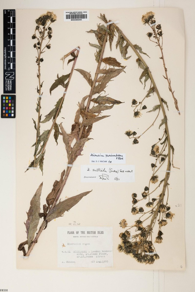Hieracium sabaudum subsp. macrodon photo 3