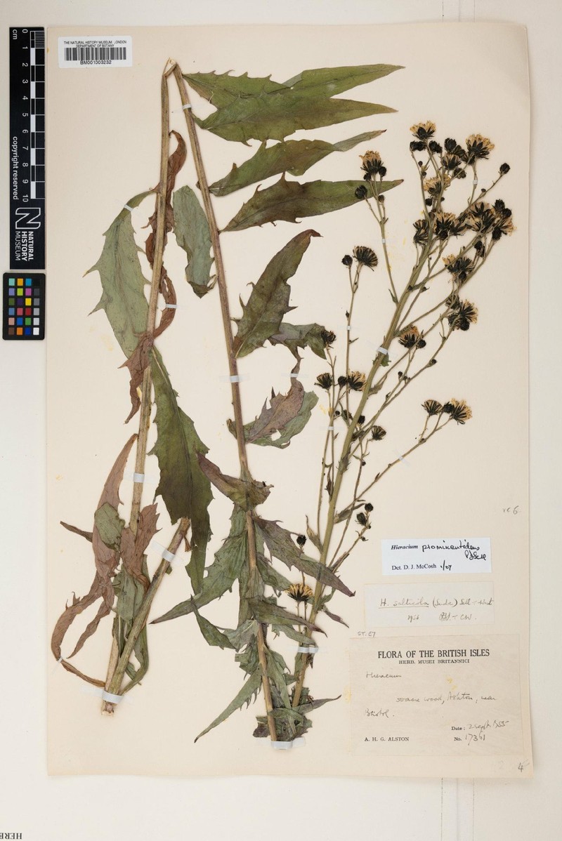 Hieracium sabaudum subsp. macrodon photo 4