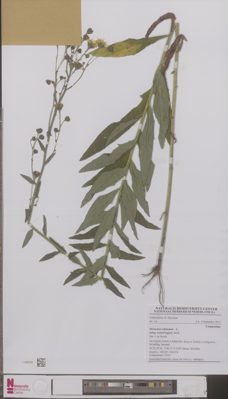 Hieracium sabaudum subsp. nemorivagum
