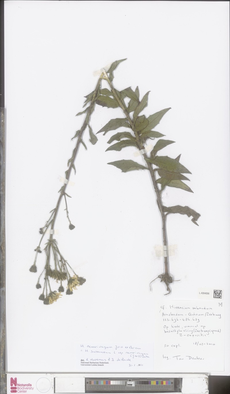 Hieracium sabaudum subsp. nemorivagum photo 2