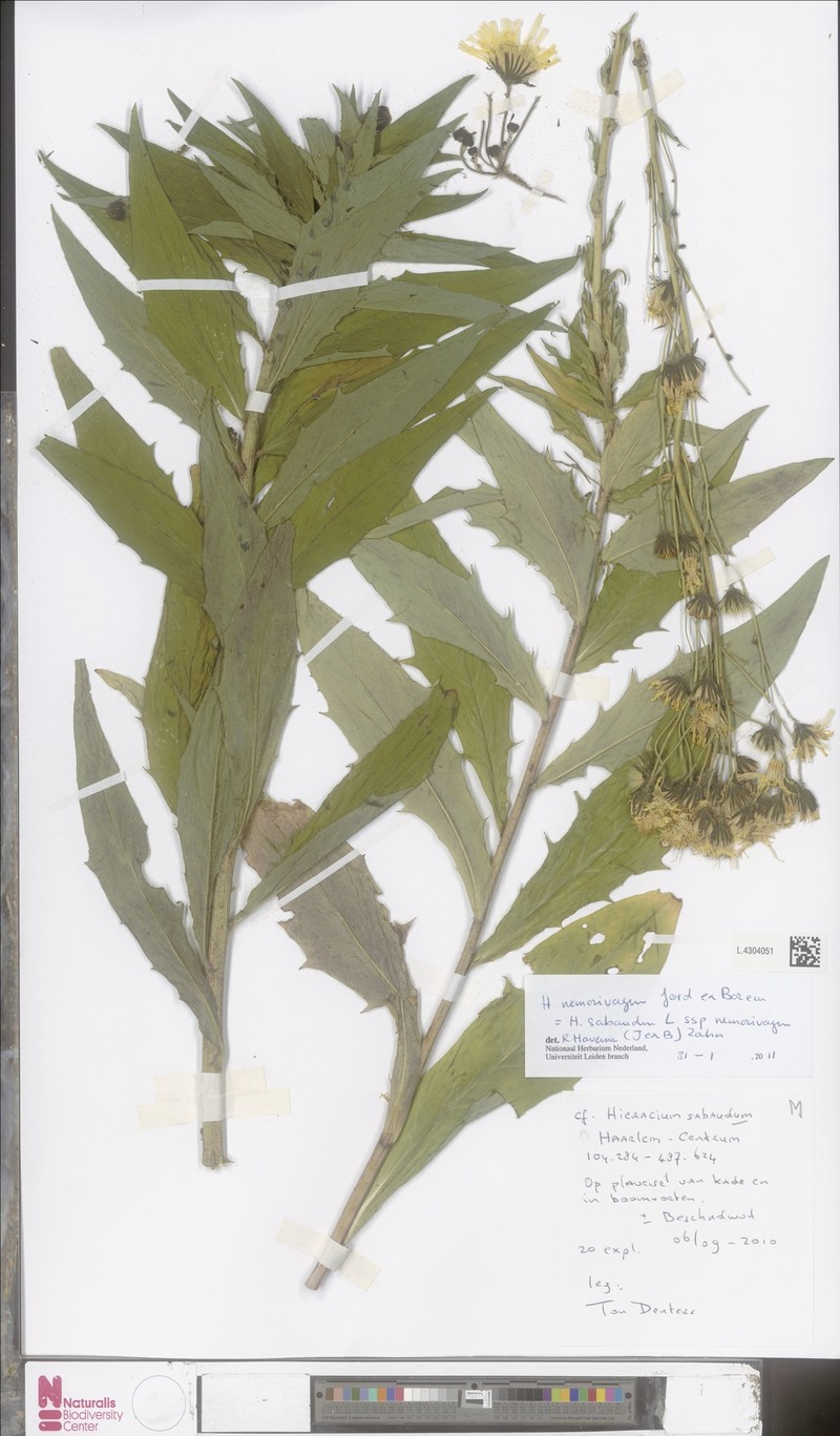 Hieracium sabaudum subsp. nemorivagum photo 3
