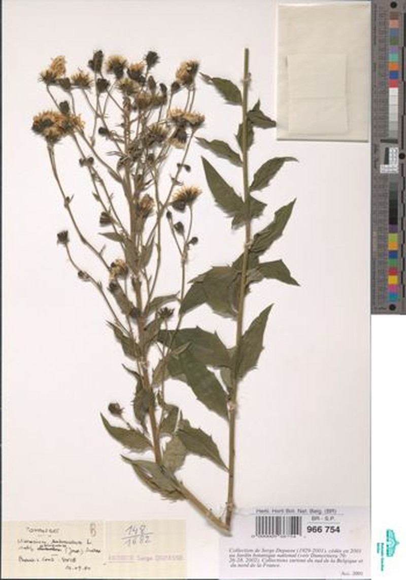 Hieracium sabaudum subsp. obliquum