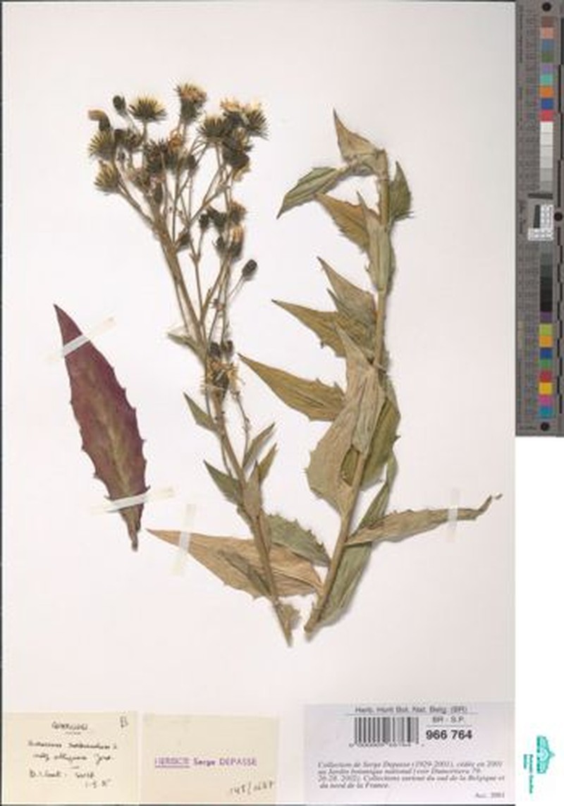 Hieracium sabaudum subsp. obliquum photo 2