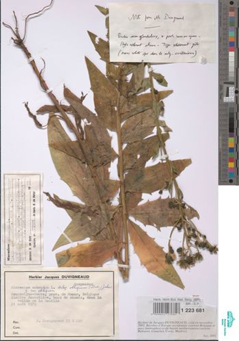 Hieracium sabaudum subsp. obliquum photo 3