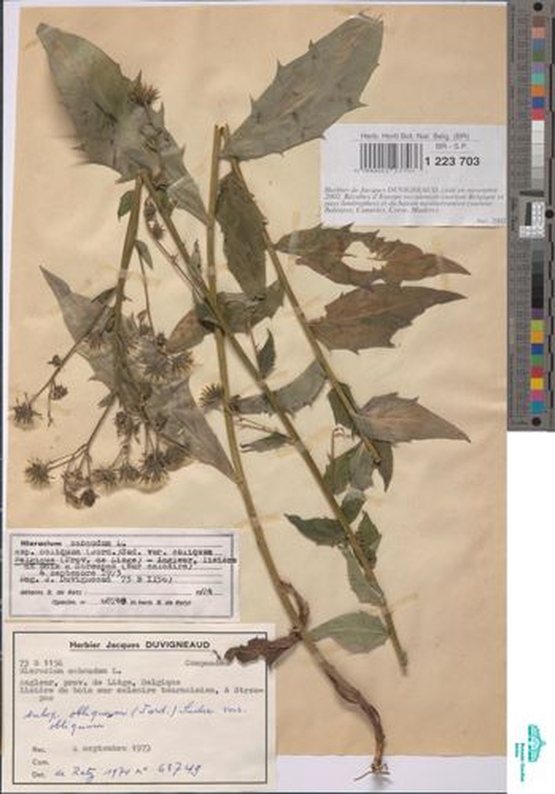 Hieracium sabaudum subsp. obliquum photo 4