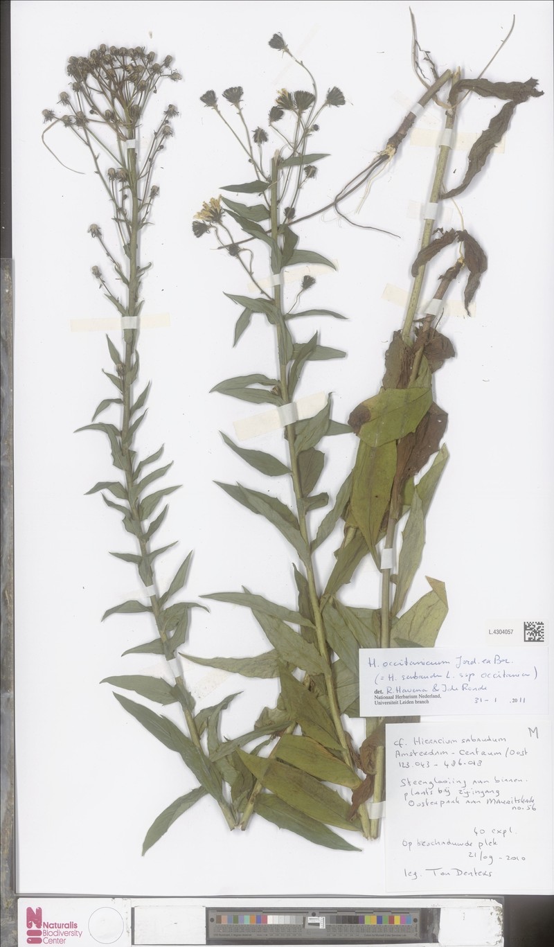 Hieracium sabaudum subsp. occitanicum