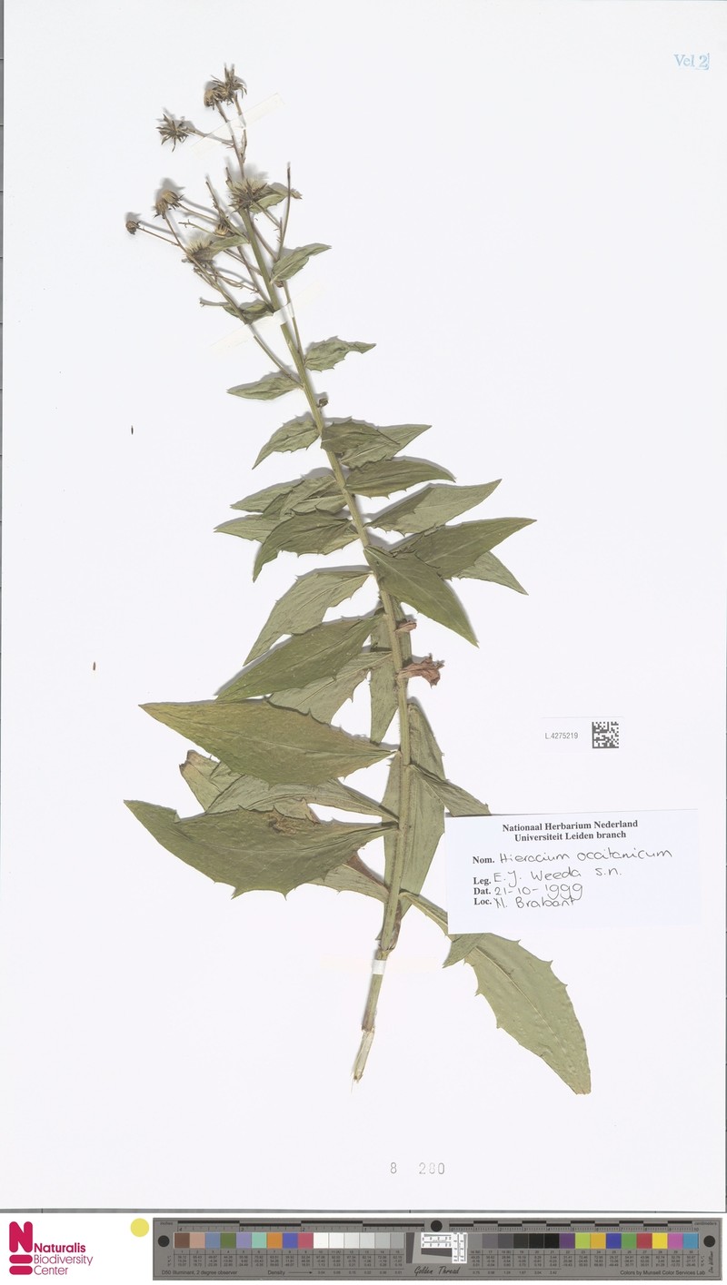 Hieracium sabaudum subsp. occitanicum photo 2