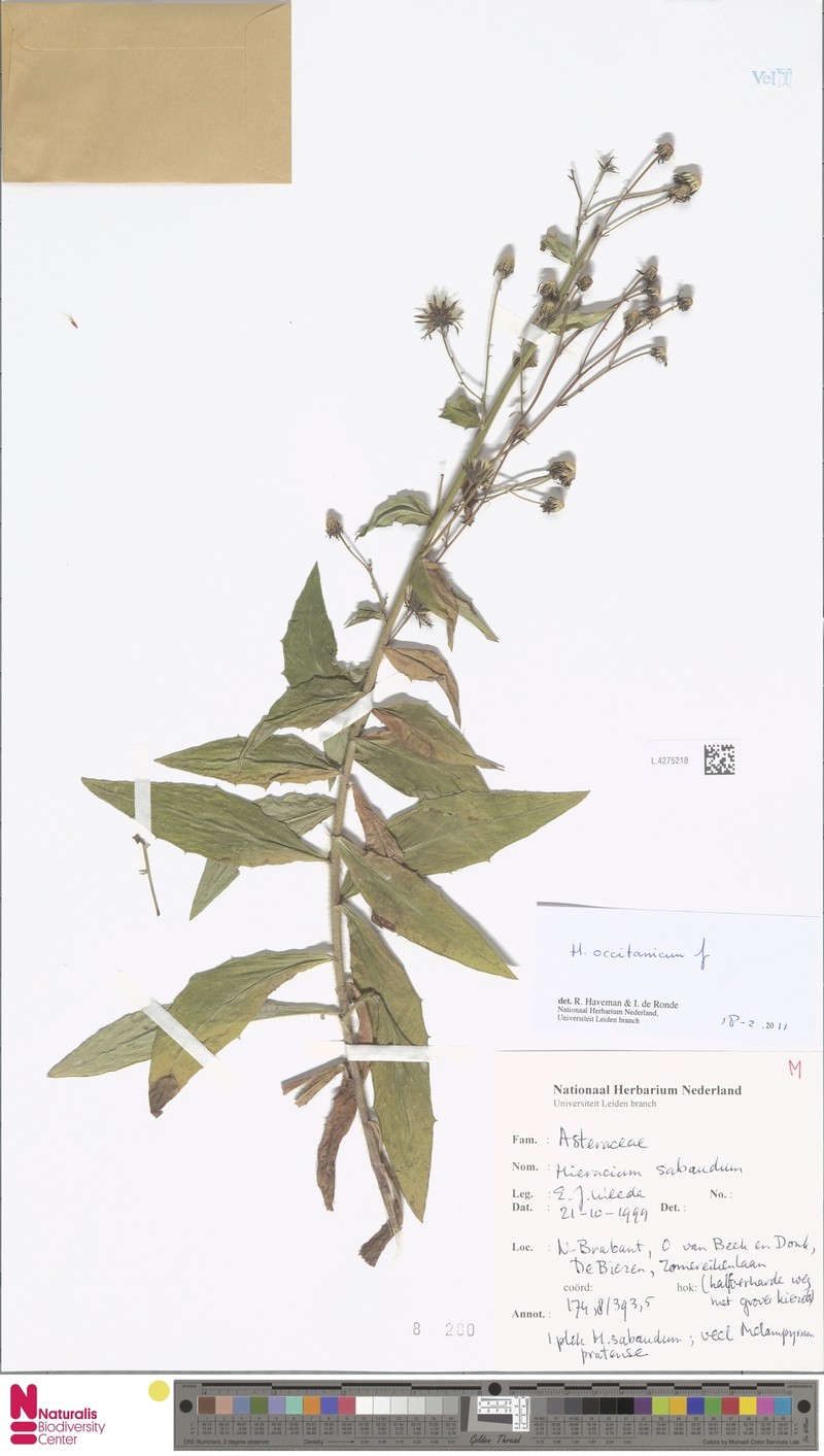 Hieracium sabaudum subsp. occitanicum photo 3