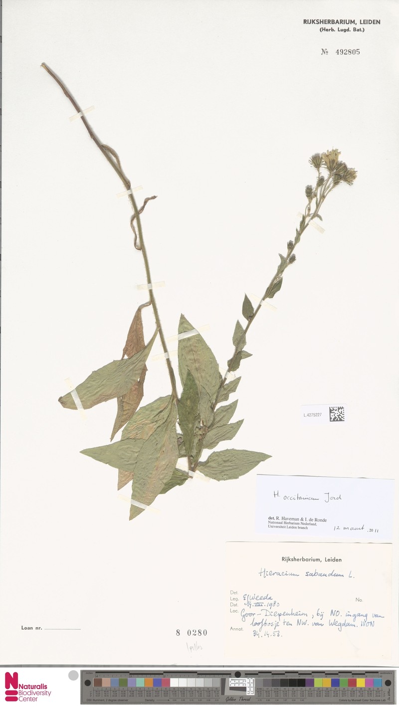 Hieracium sabaudum subsp. occitanicum photo 4