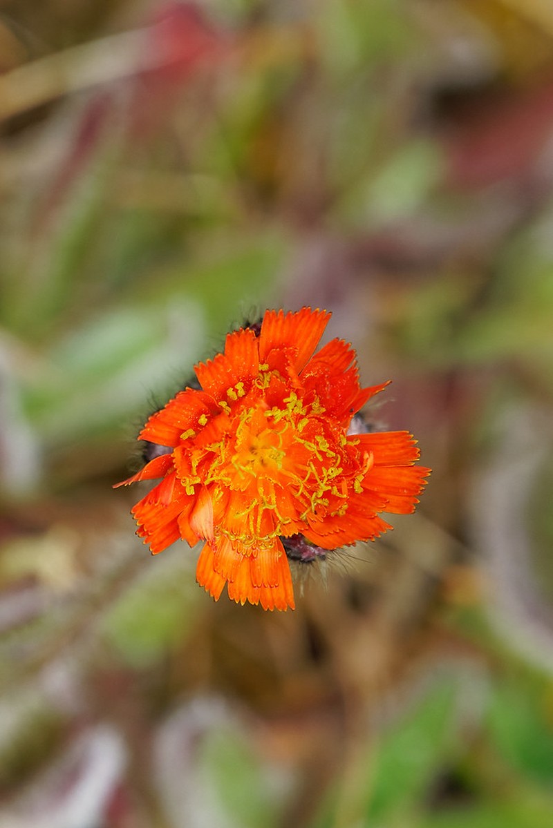 Hieracium sabaudum subsp. quercetorum