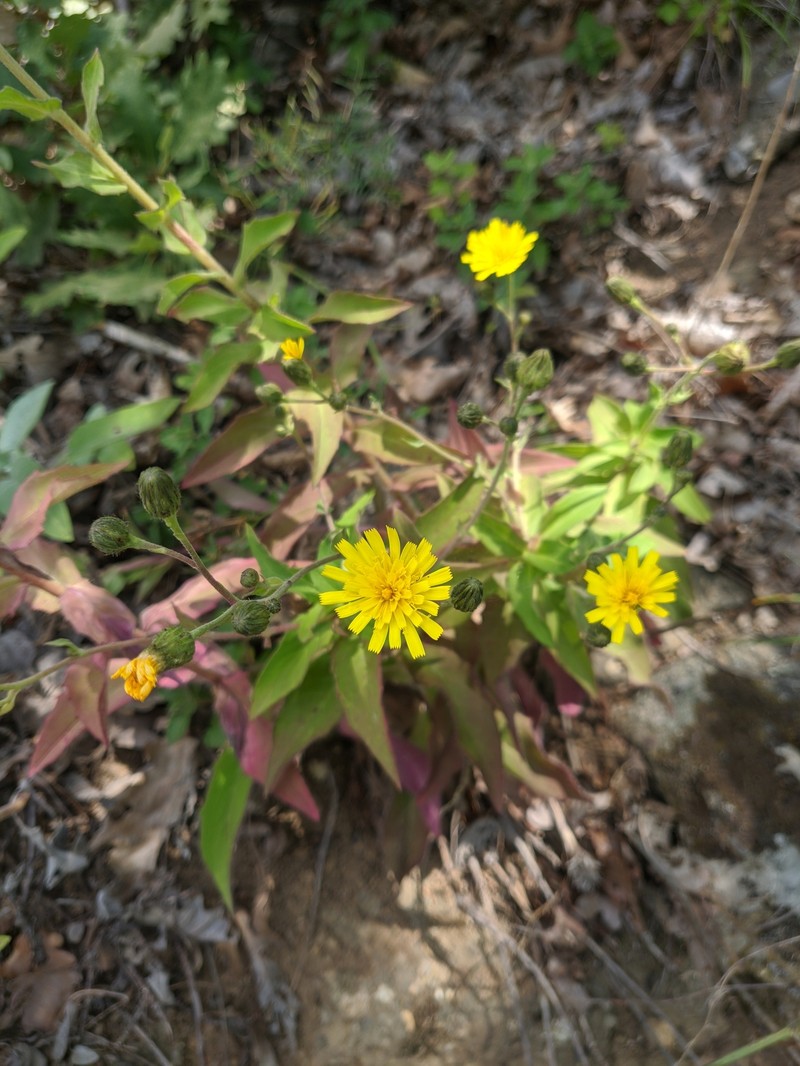 Hieracium sabaudum subsp. quercetorum photo 2