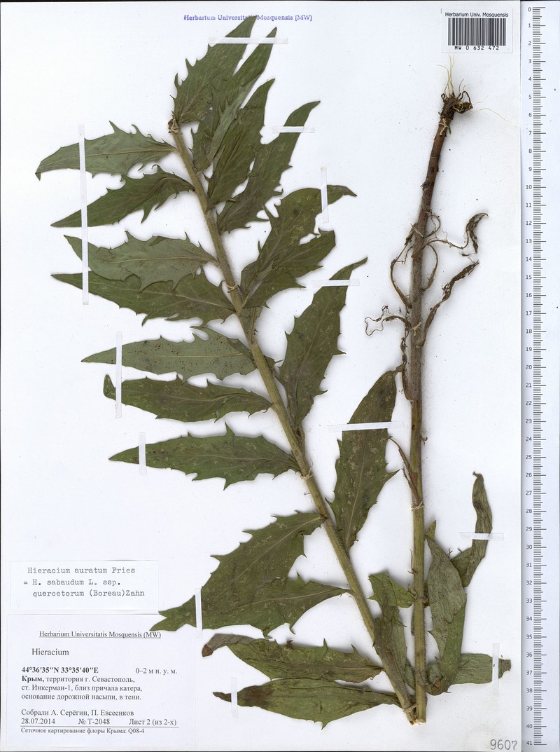 Hieracium sabaudum subsp. quercetorum photo 3