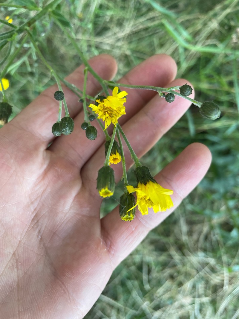 Hieracium sabaudum subsp. rigidicaule
