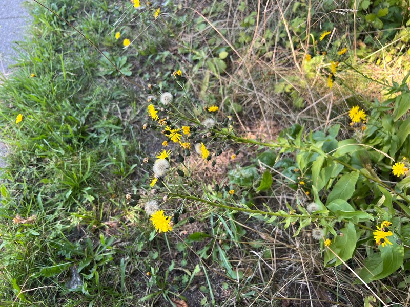Hieracium sabaudum subsp. rigidicaule photo 2