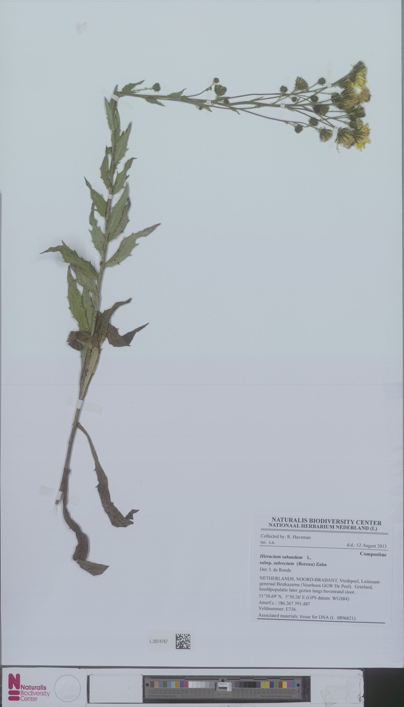 Hieracium sabaudum subsp. rigidicaule photo 3