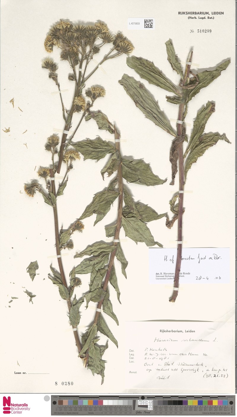Hieracium sabaudum subsp. rigidicaule photo 4