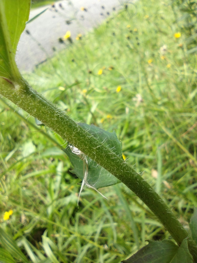 Hieracium sabaudum subsp. sabaudum